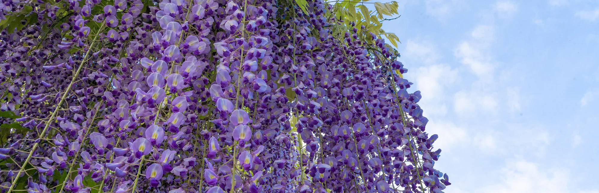Cultivate Your Perfect Outdoor Sanctuary