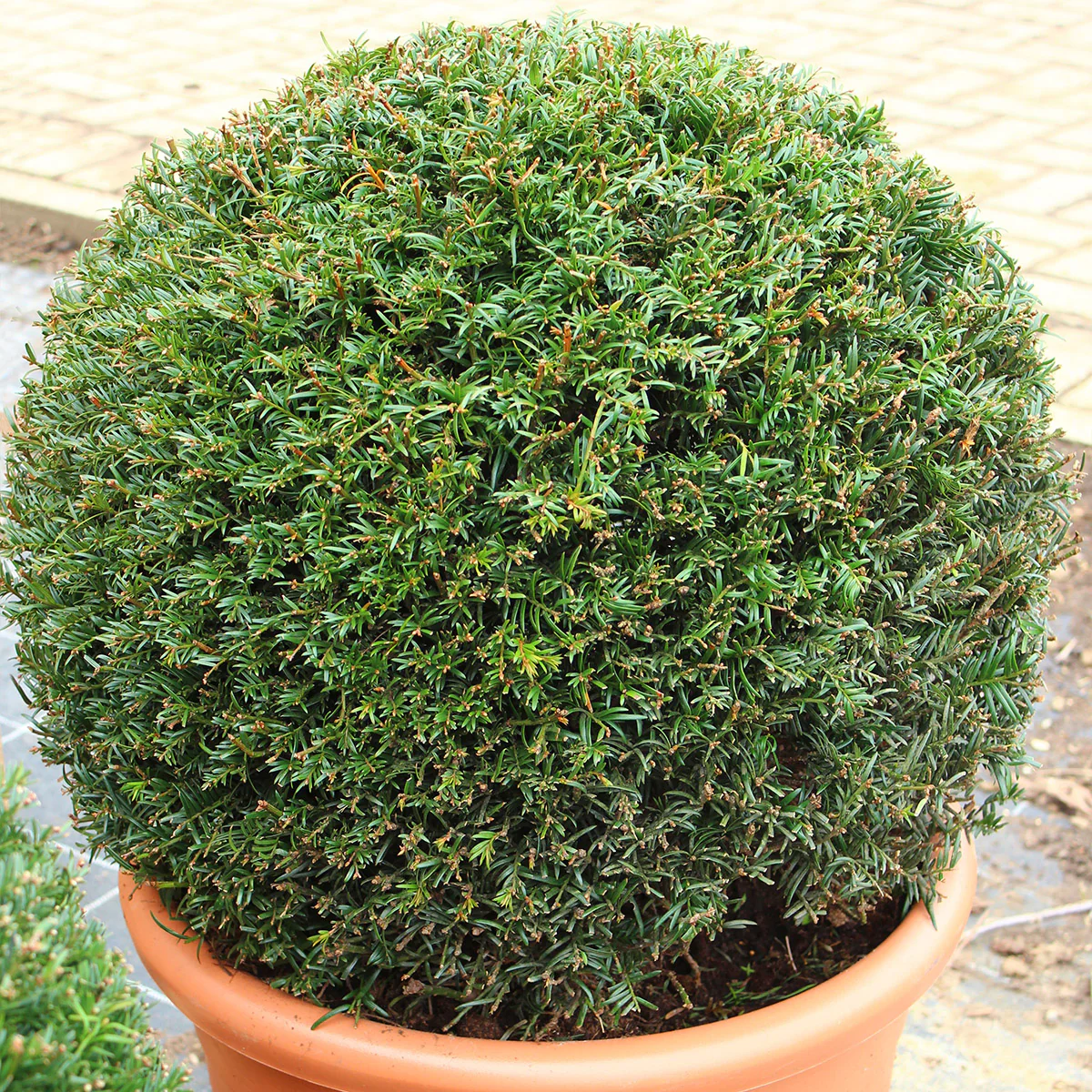 Topiary & Lollipop Trees
